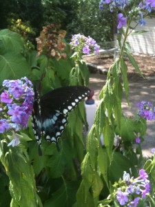 Butterfly Lodging in Eureka Springs