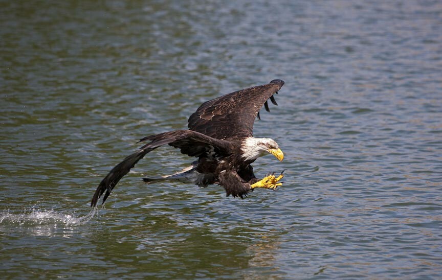 bald eagle fishing in Beaver Lake