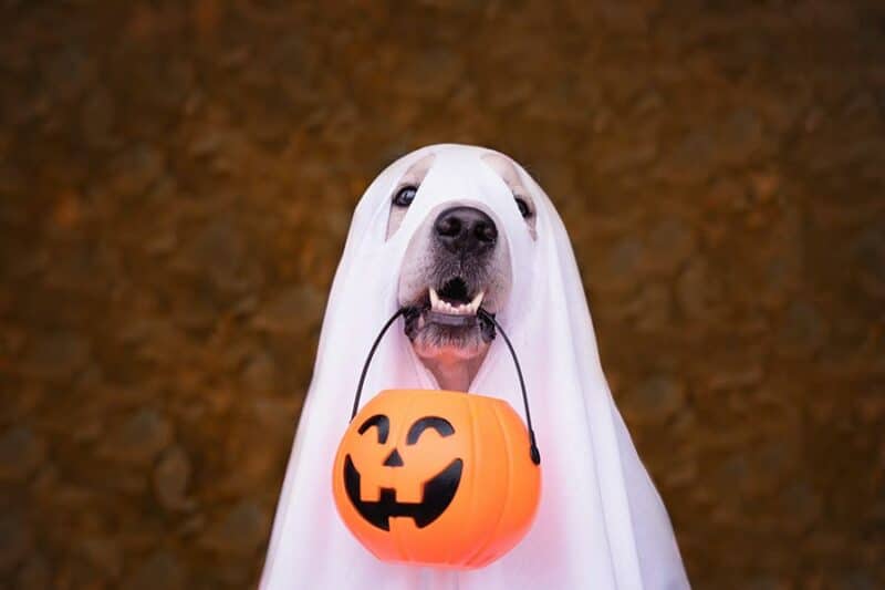 Eureka Springs Halloween Events